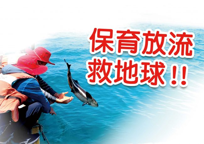 搶救懷孕的海鱺媽媽