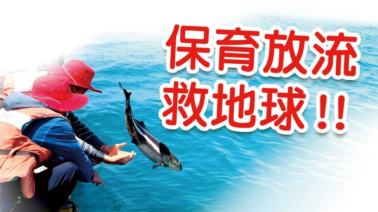 搶救懷孕的海鱺媽媽