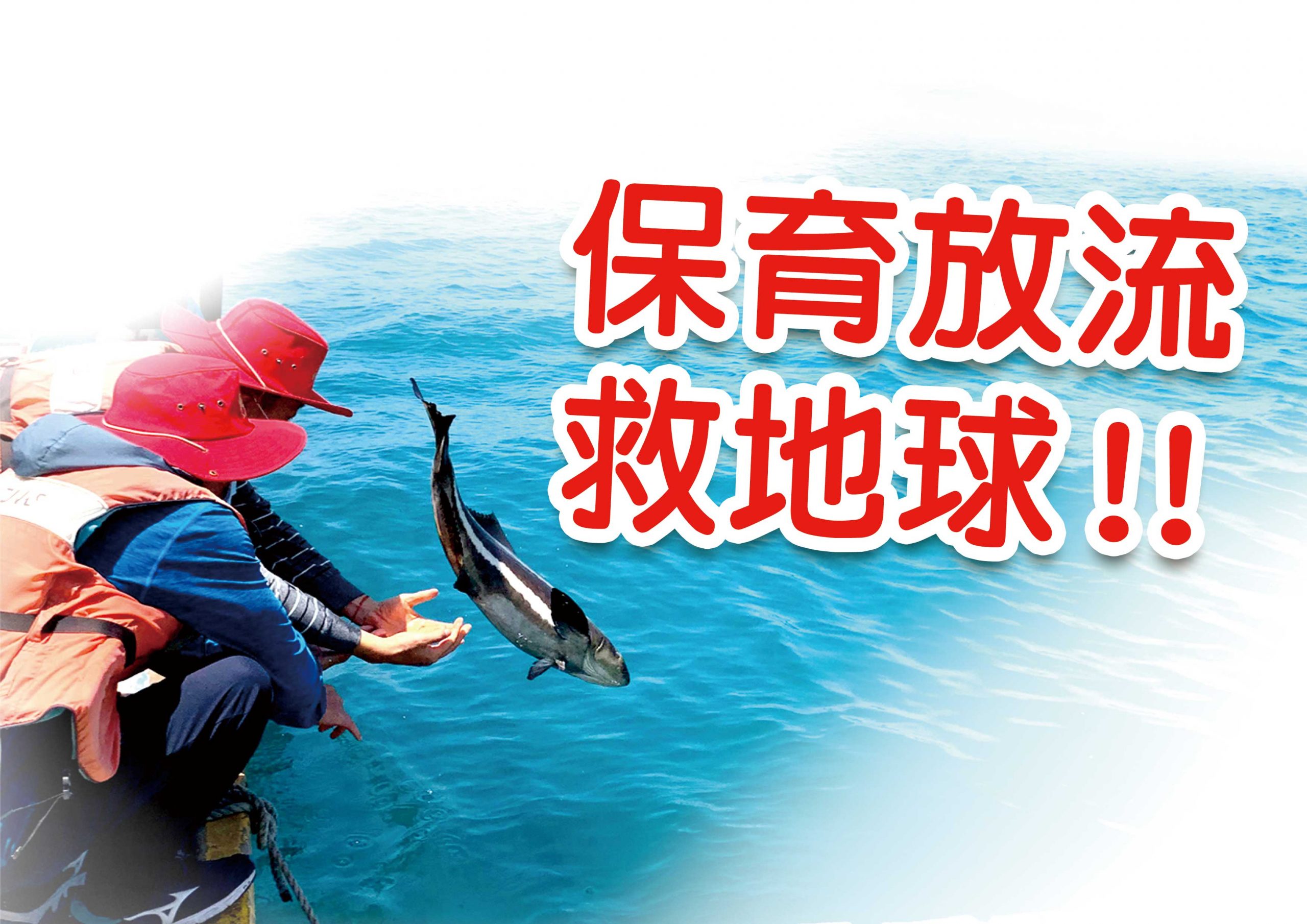 保育放流救地球 搶救懷孕的海鱺媽媽