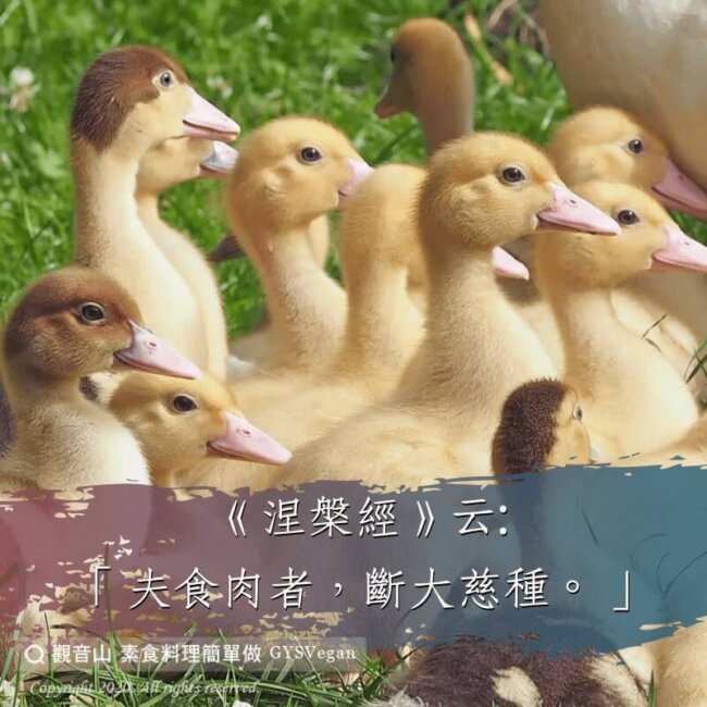 【動物友善】夫食肉者，斷大慈種