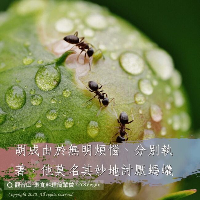 【動物友善】胡成殺蟻