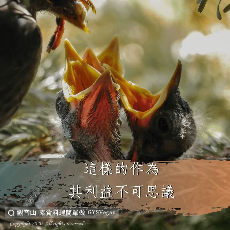 carnivorous 【動物友善】食肉與殺同罪