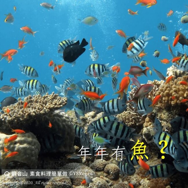 【動物友善】年年有「魚」！?