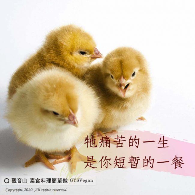 戒殺護生_龍德上師