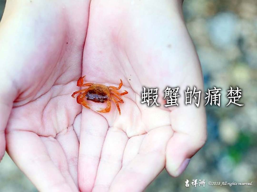 【動物友善】蝦蟹的痛楚