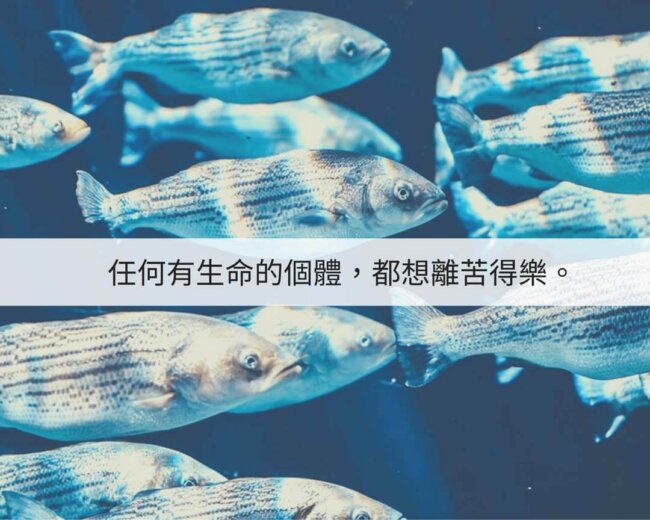 愛護生命從戒殺護生做起 ｜那麼多要救，有誰會在乎?