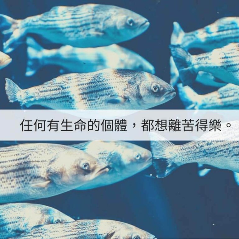 愛護生命從戒殺護生做起 ｜那麼多要救，有誰會在乎?