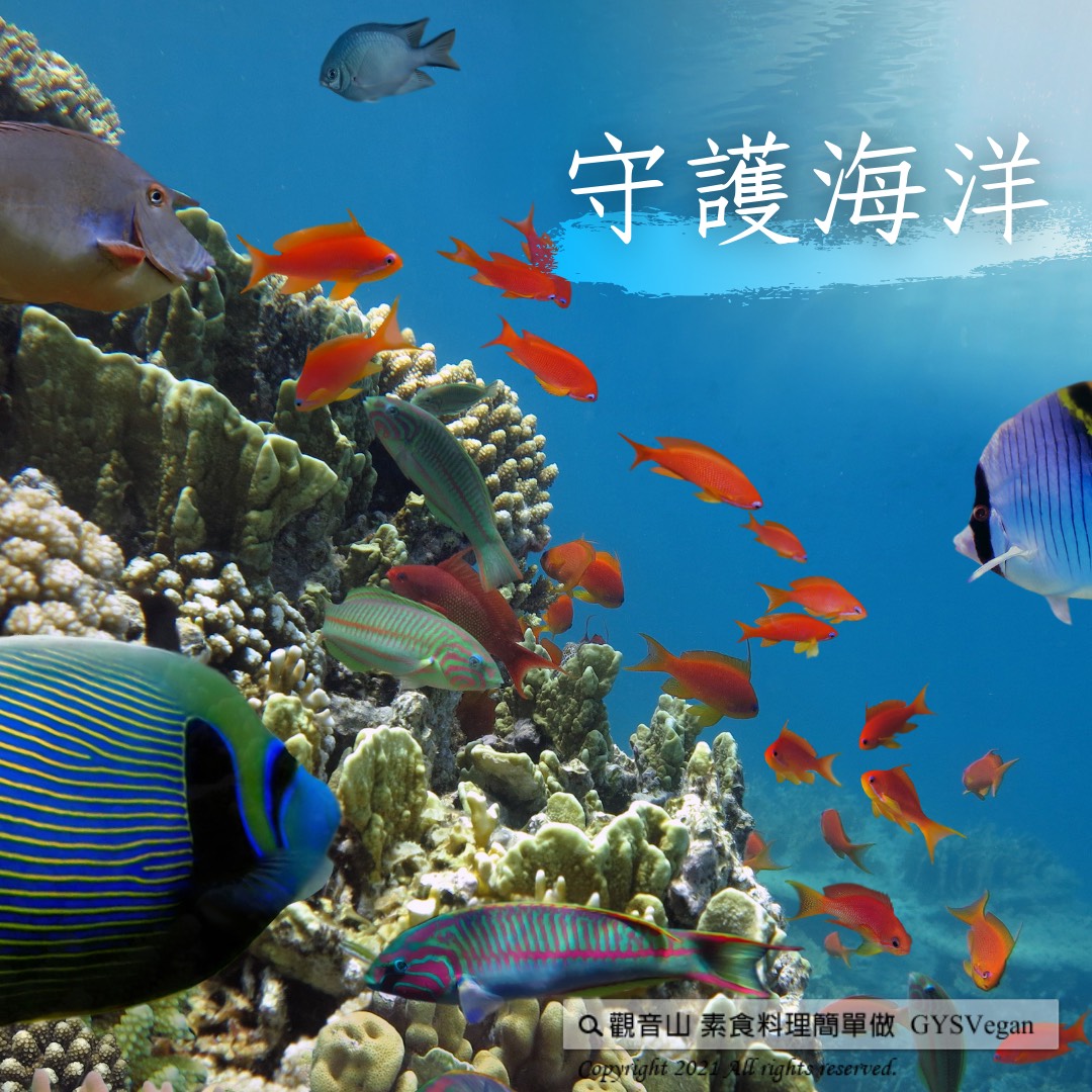 守護海洋 守護海洋|觀音山蔬食館|龍德上師