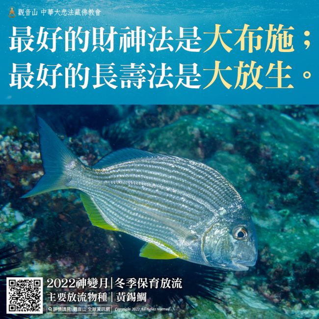 觀音山 2022神變月──冬季保育放流