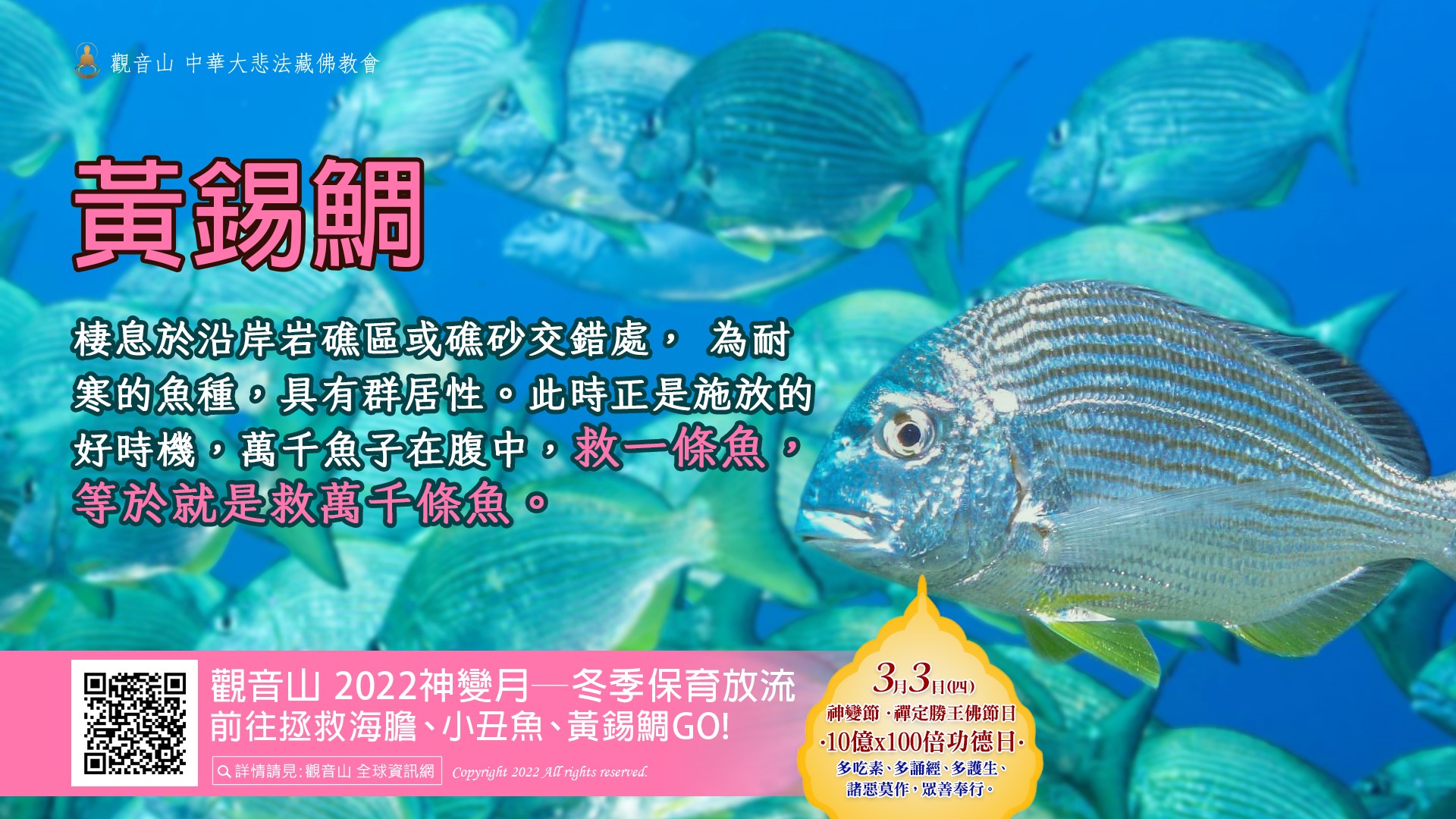 protect the ocean 觀音山 2022神變月──冬季保育放流 第一波成果影片 億倍功德日 守護海洋! 前往拯救海膽、小丑魚、黃錫鯛